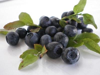 bilberry (vaccinium myrtillus)