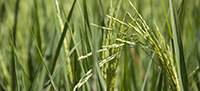 Propuesta ante el riesgo de Pyricularia Oryzae en arrozales