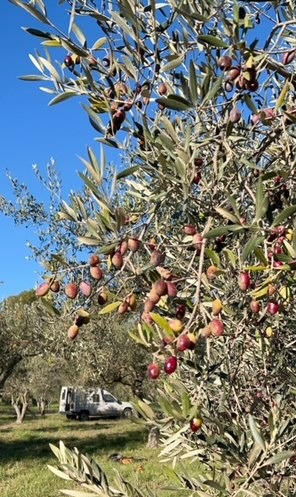An Annual Olive Harvest